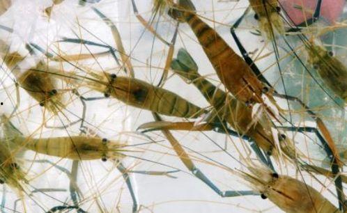 大河小虾免费观看,畅享视听盛宴